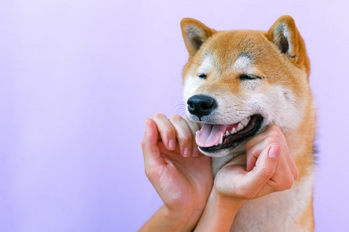 a person hands in a heart shape near dog